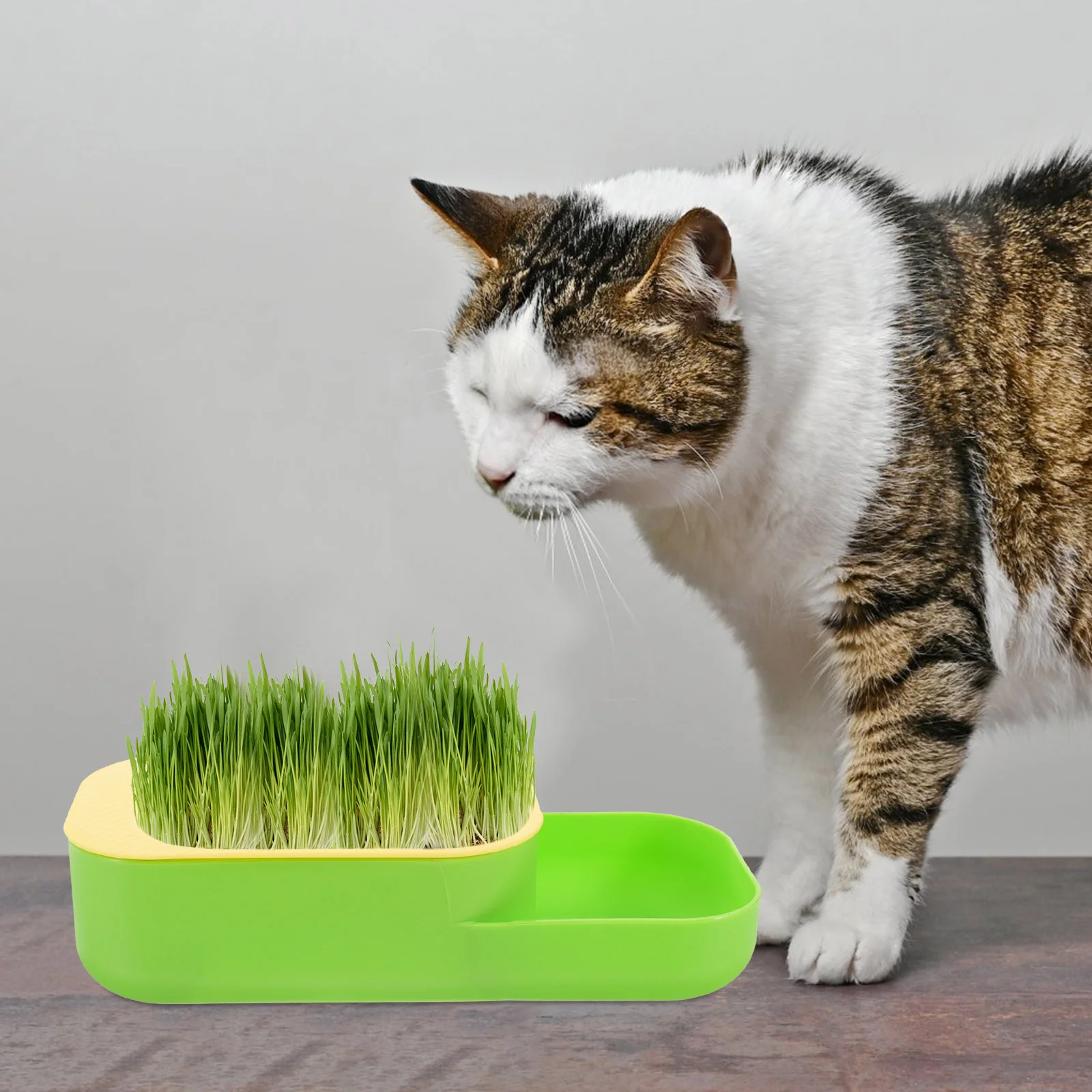

Cat Grass Hydroponic Planter Cat Snack Planting Box Indoor Cat Grass Planter