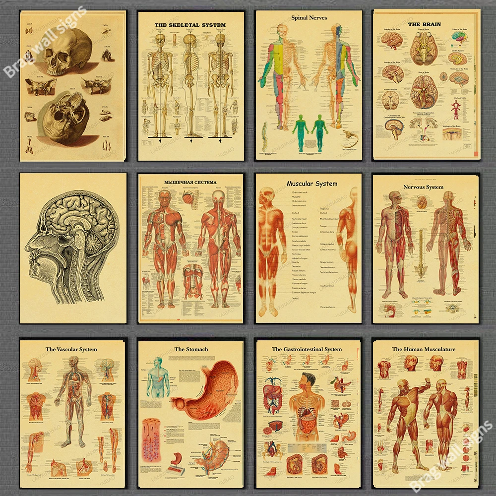 

Иллюстрация человеческого тела-скелет, ВИНТАЖНЫЙ ПЛАКАТ, жестяные знаки для дома, семьи, влюбленных, таблички для кафе, бара, паба
