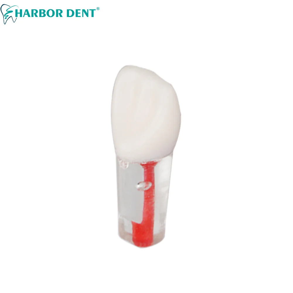 5 шт. стоматологический Эндодонтический корневой канал модель для обучения