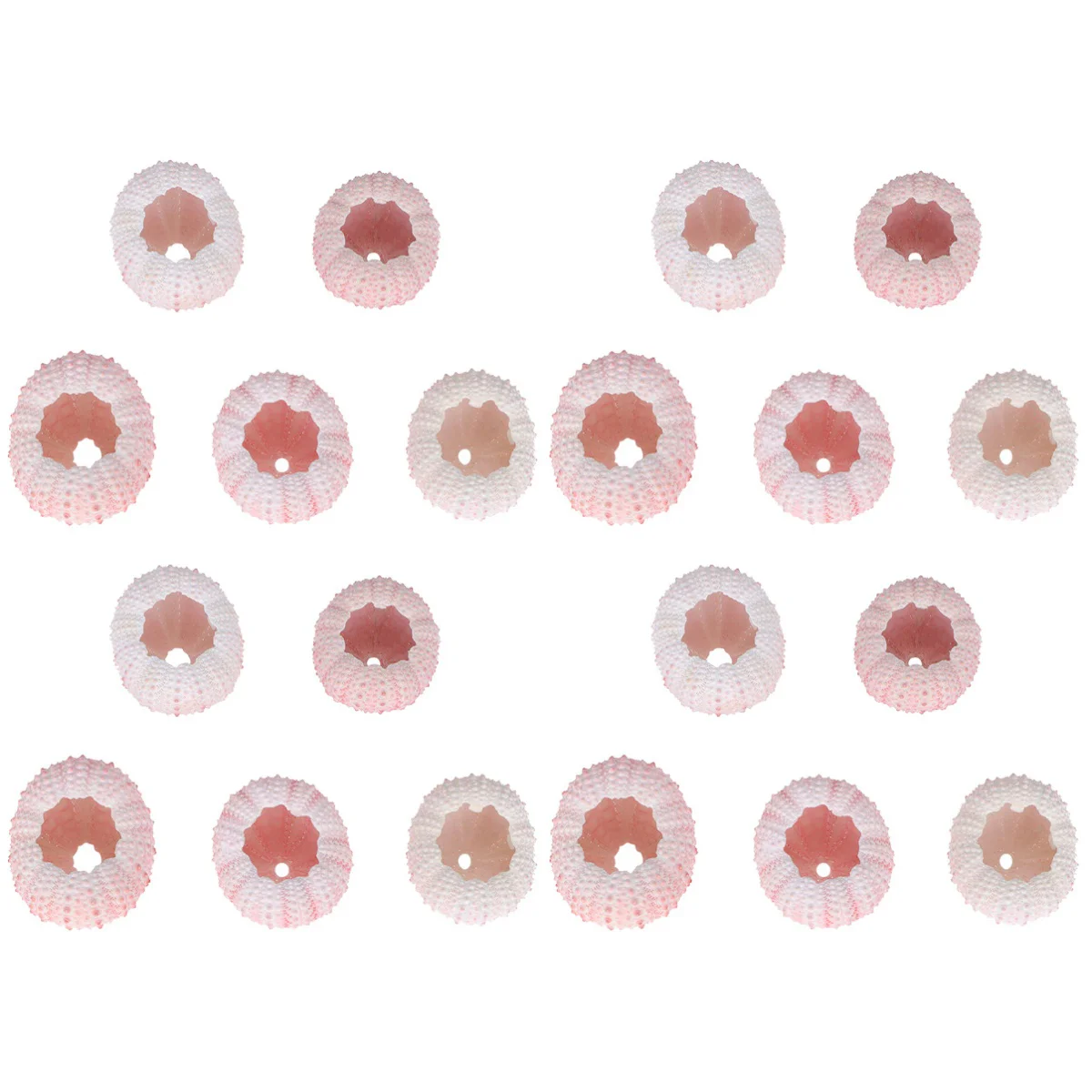 

20 Pcs Air Plant Sea Urchin Shell Planter Pot Tabletop Decoration Ornament