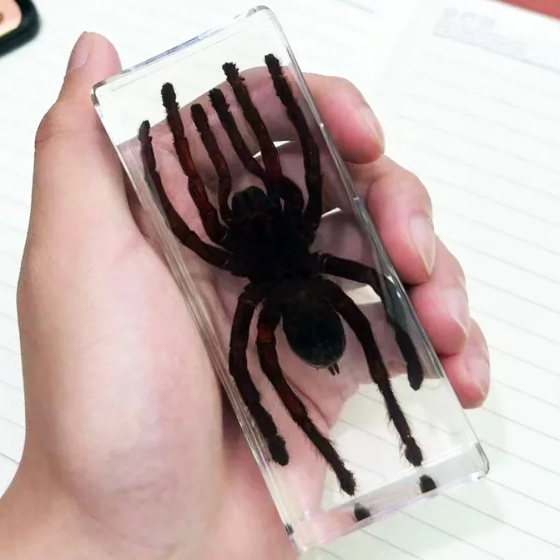 

Large Spiders Insect Specimen in Resin Tarantula Epoxy Resin Bug Spiders Beetles Scorpion Specimen Insect Model Desk Decoration