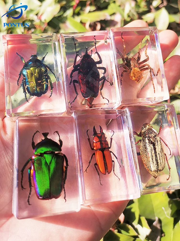 

Resin Animal Specimen Insect Spider Varied Crab Scorpion Scarab Collection Specimen Decoration Science Children Surprise Amber