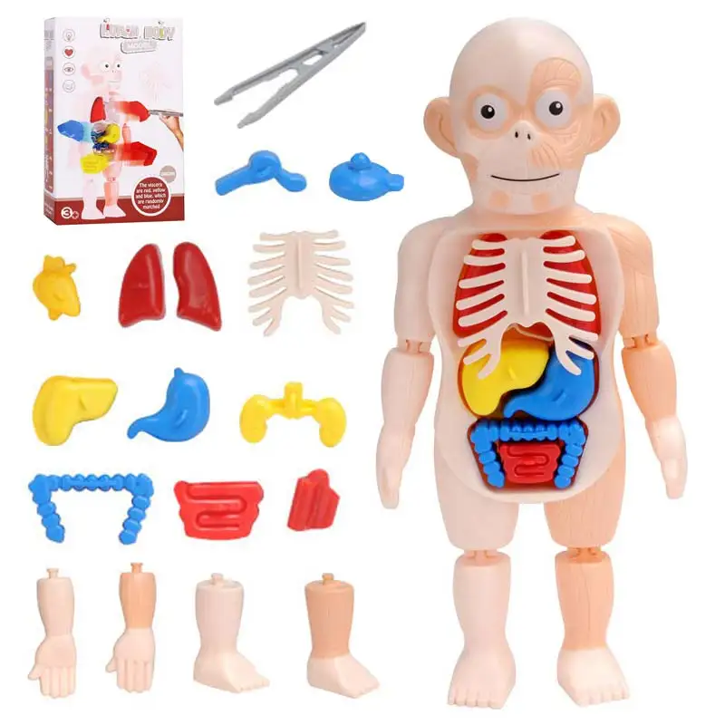

Kid Montessori 3D Puzzle Human Body Anatomy Model Educational Learning Organ Assembled Toy Body Organ Teaching Tool For Children