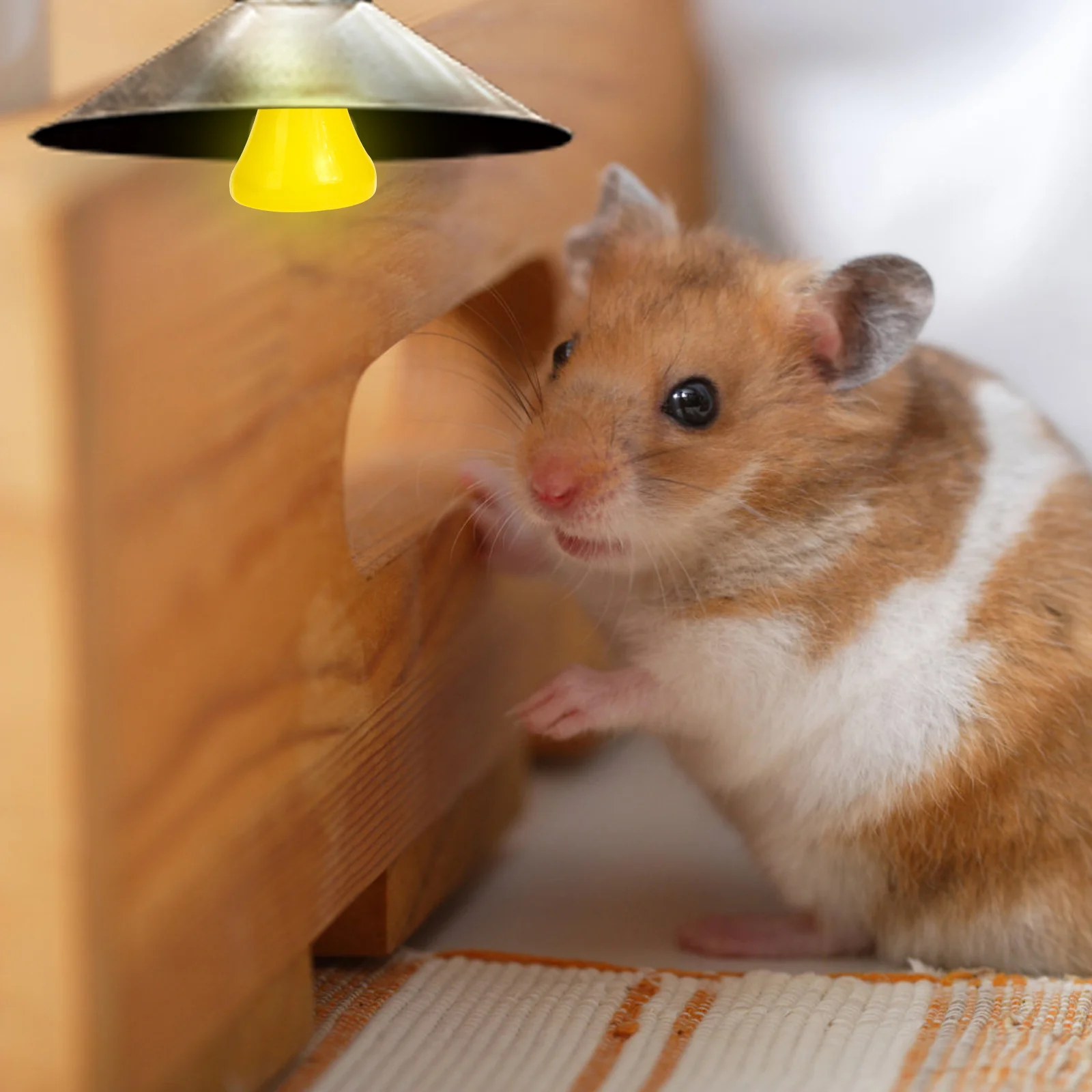 Сирийский хомяк рыжий. Хомяк для чего он. Хомяк для чего он. Джунгарский хомячок домашний. Хомяк фото.