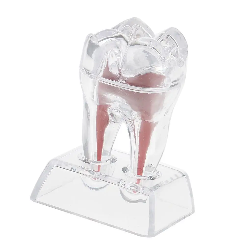 

Crystal Base Hard Plastic Teeth Tooth Molar Model for Study Teaching