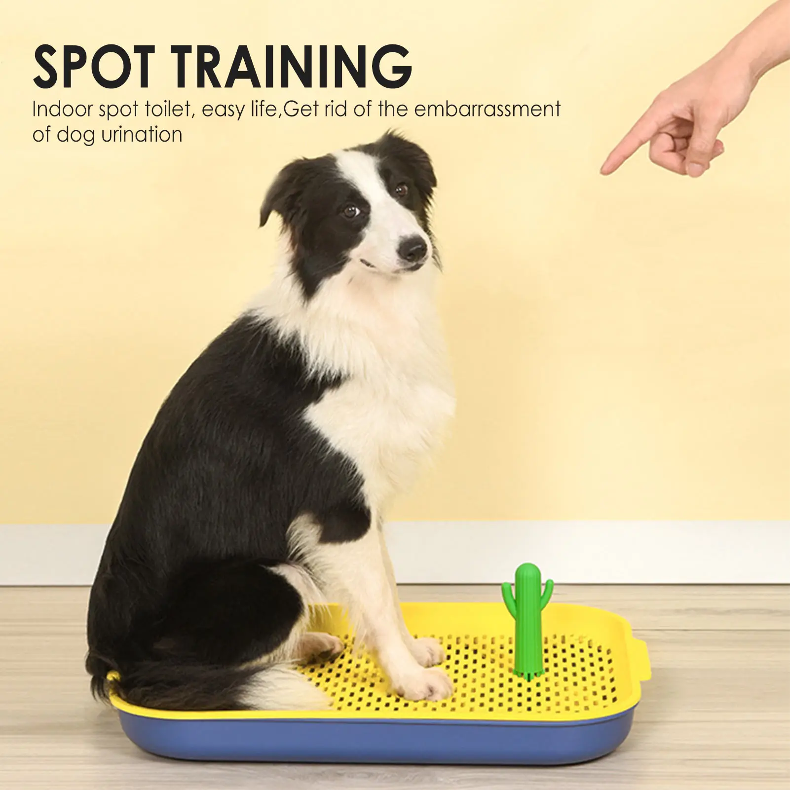 What Is The Easiest House Dog To Potty Train