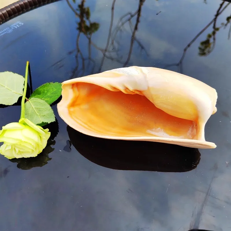 Скрученные натуральные раковины коллекция образцов аквариума ландшафт