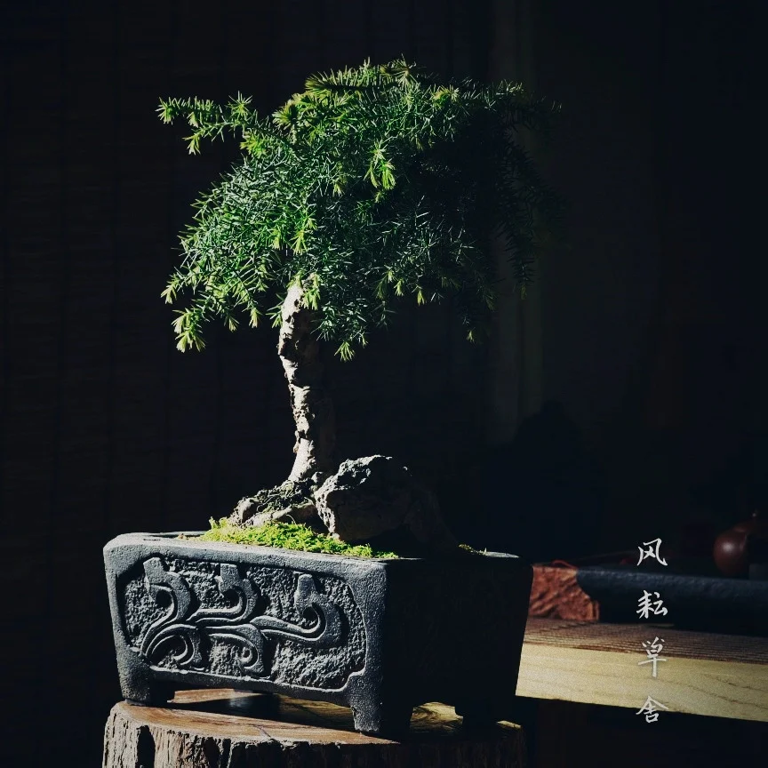 Archaized Bonsai Pot Tradition China Carved Succulents Garden Decoration Antique Finish