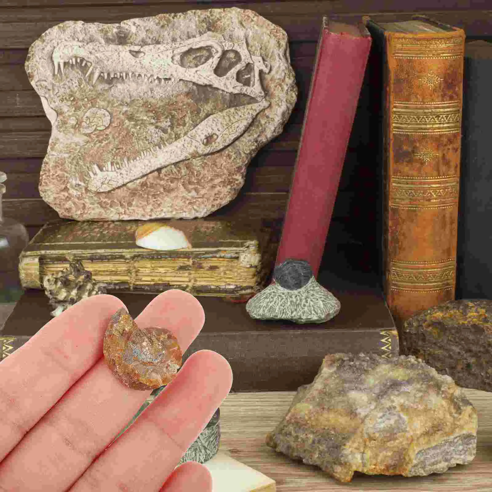 

2 Pcs Ammonite Mark Dinning Table Decor Adornment Simulation Model Student Teaching Fossils Decoration Desktop Ornament