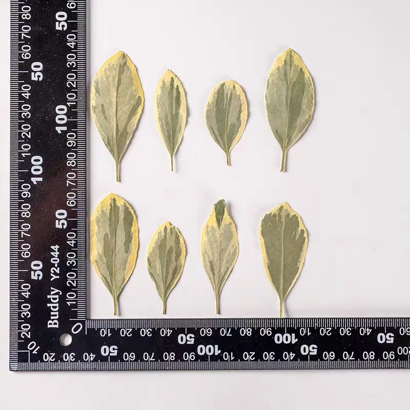 

120pcs Pressed Dried Gold Limb Leaf Flower Head Herbarium Resin Epoxy Jewelry Card Bookmark Frame Phone Case Makeup Lamp