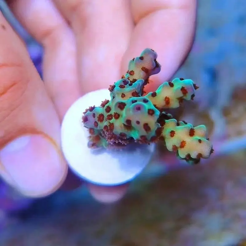 10 шт. керамические открытия для аквариума