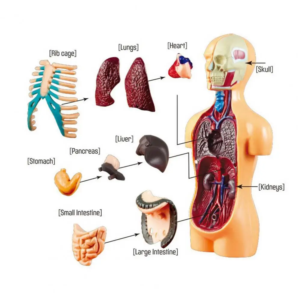 

Модель человеческого тела «сделай сам», образовательная мини-Анатомия дошкольного ребенка, сборная игрушка для студента