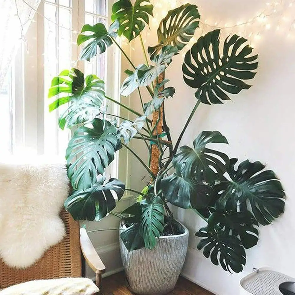 

Монопод для подъема растений, монопод для подъема Моха, монопод для поддержки альпинизма, скребок для растений, искусственная монопод для п...