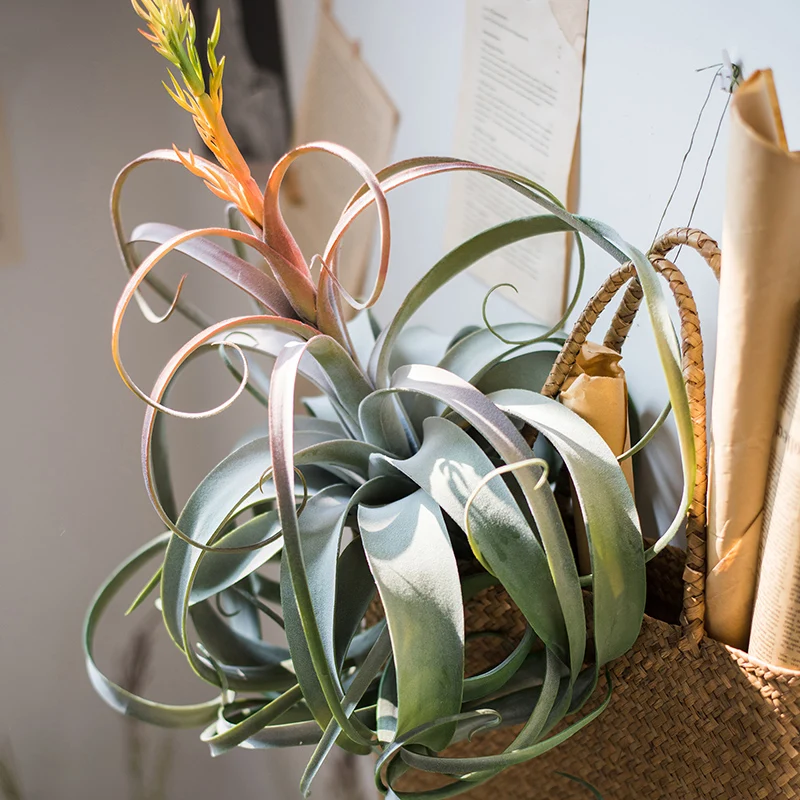 

Overlord Tillandsia high-end artificial flower plant electric ironing rollSteptophyllaAlternative display