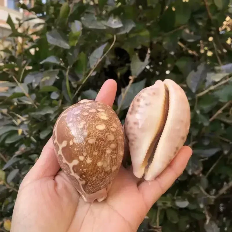 Фото Карта раковины, сокровище, раковина, редкая коллекция бутиков, образец, дизайн окна раковины, украшение, креативный подарок №1