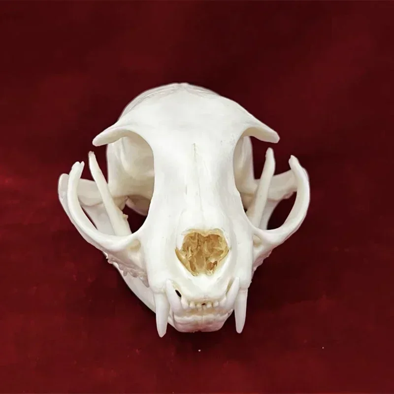 Animal Taxidermy Crocodiles Skull DIY Crafts CollectionsSkull Resin Decoration Special Gift Skeleton Snake Teaching Model