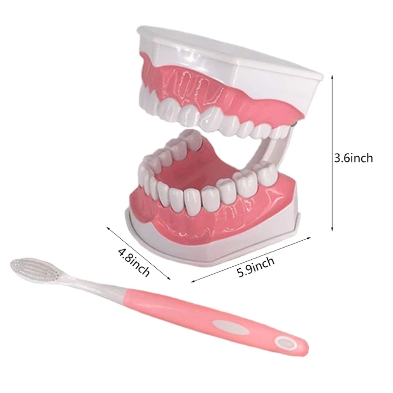 

Standard Teeth Model with Denture Toothbrush Kids Dental Teaching Study Supplies 2 Times Evolution Display Tools