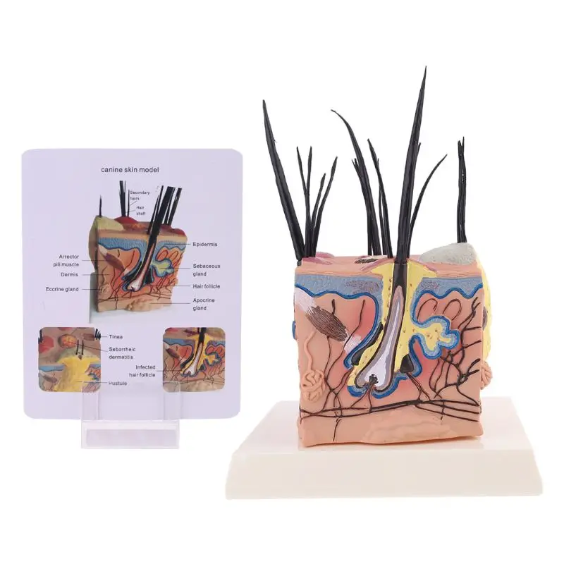 

H7EC Sick Dog Canine Skin Anatomical Model Veterinary Vet Anatomy Display Teaching Research
