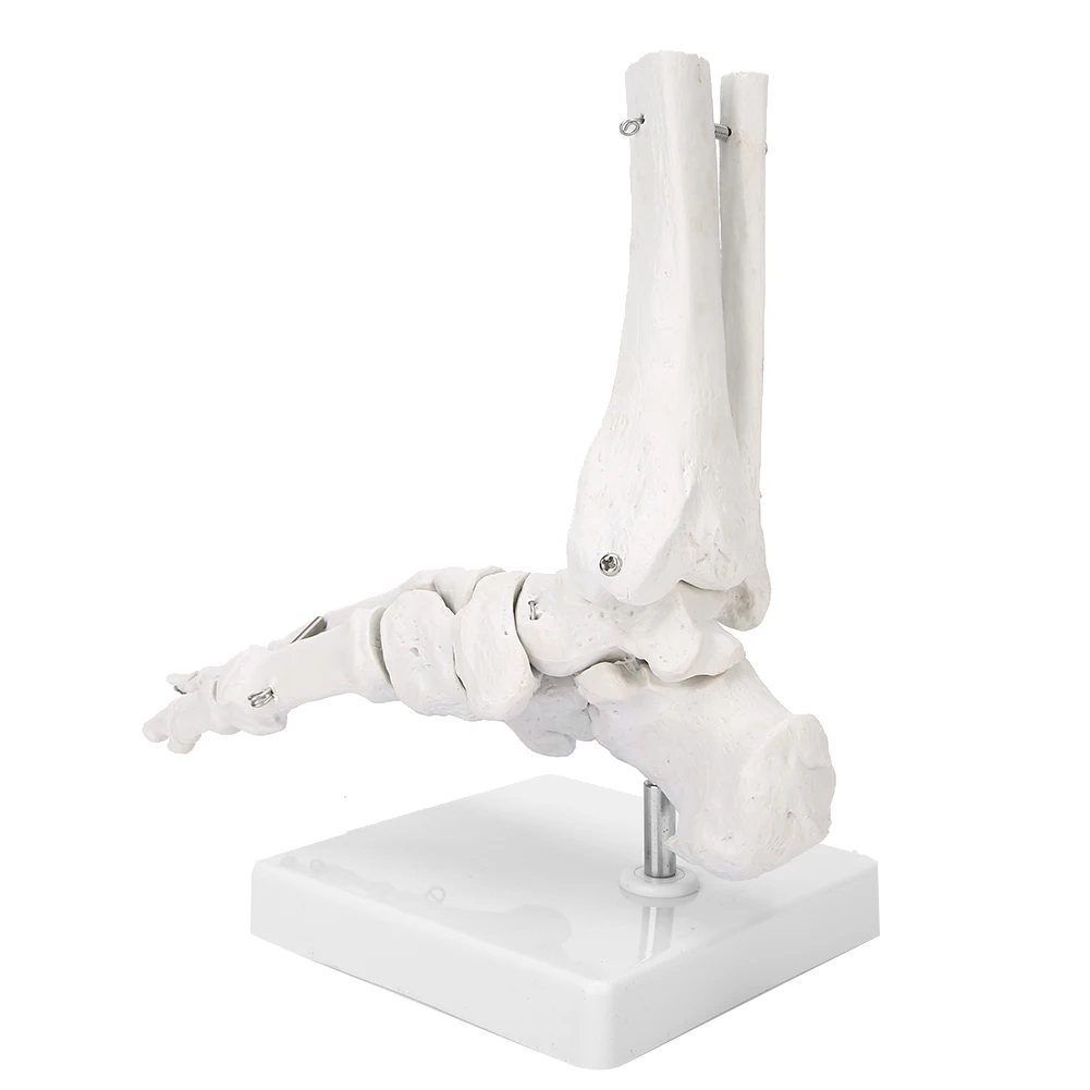 

Foot Ankle Joint Model Demonstration Human Foot Teaching Model with Base