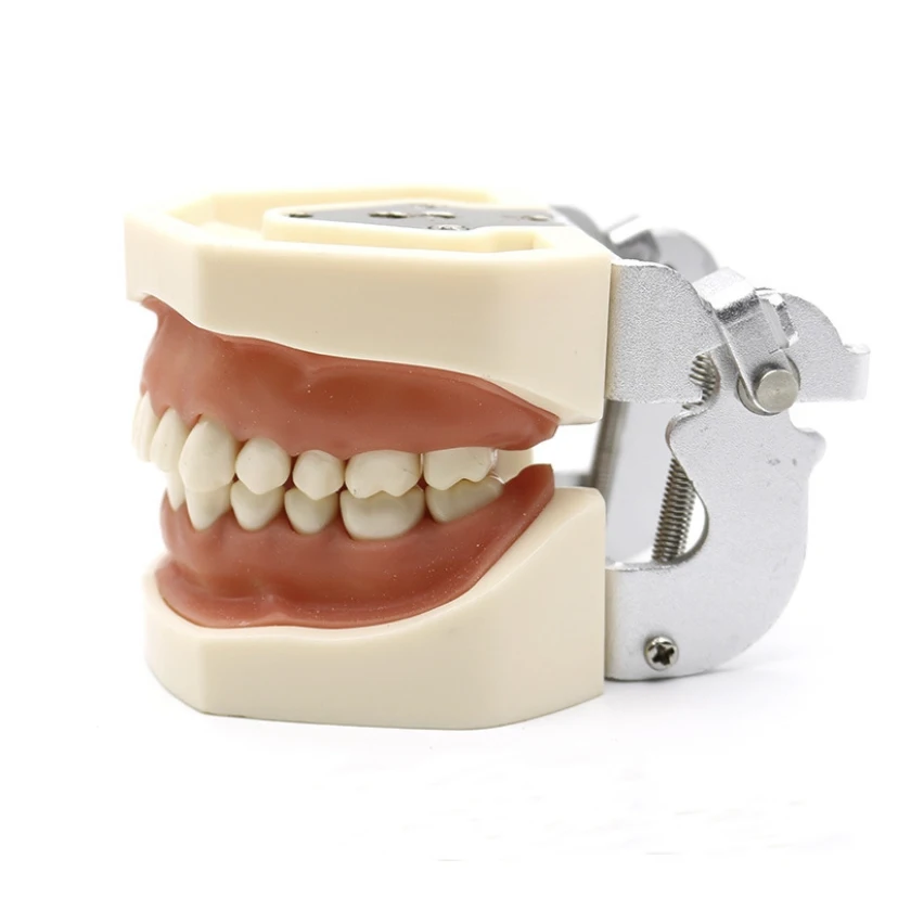 

Dental model Teeth model gum teeth Teaching Model Standard Dental Typodont Model Demonstration With Removable Tooth