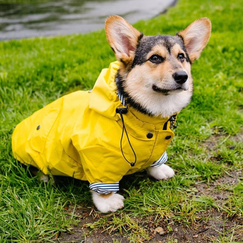 Дождевик для собак, пудель, Бишон, шнауцер, валлийский корги, одежда  Сиба-ину, самоид, одежда для собак, водонепроницаемое пальто, куртка, наряд  | AliExpress