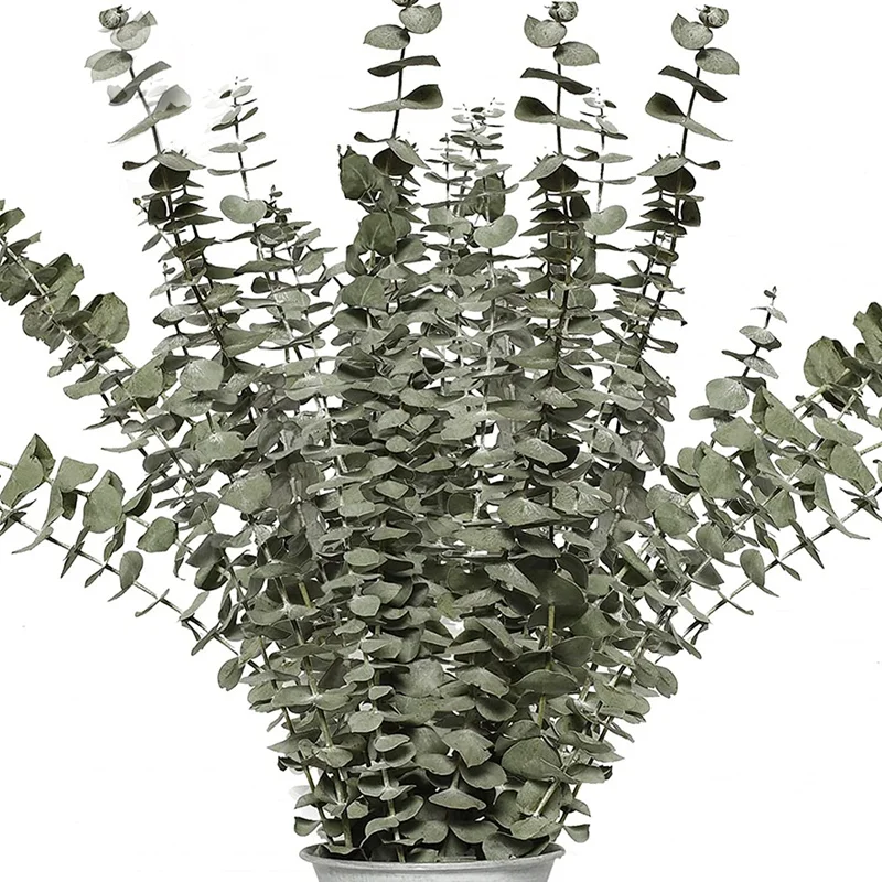 

Dried Eucalyptus Branches Real 12 Pcs Natural Eucalyptus Stems Real Eucalyptus Plant Live Indoor for Shower Wedding DIY