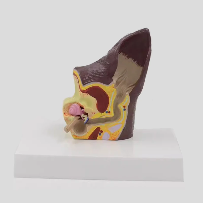 Модель анатомического животного для собак и ушей ветеринарные медицинские