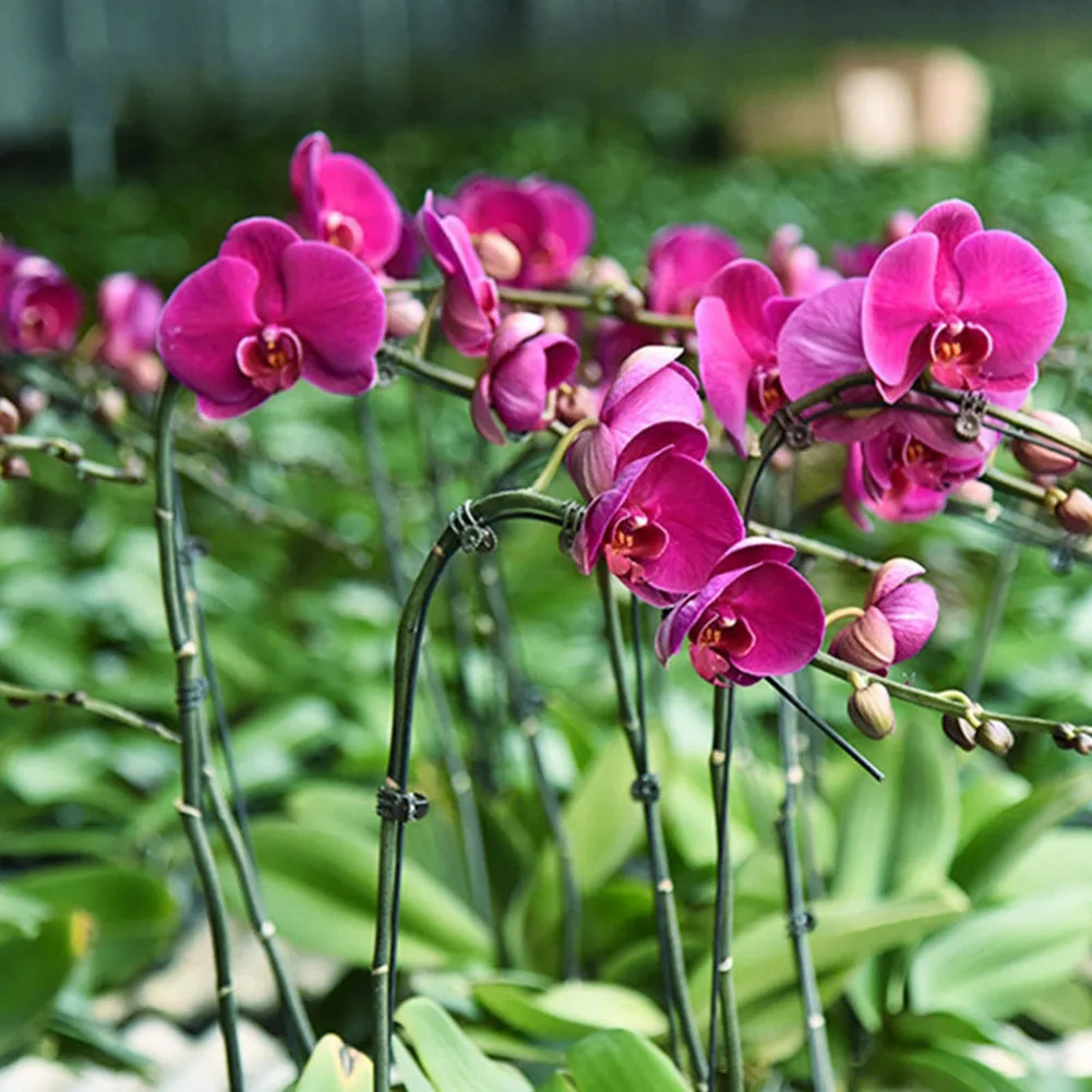 

20/50/100PCS Plant Support Clips Tied Vine Clips Plant Clips For Grafting Phalaenopsis Clips Gardening Accesorries
