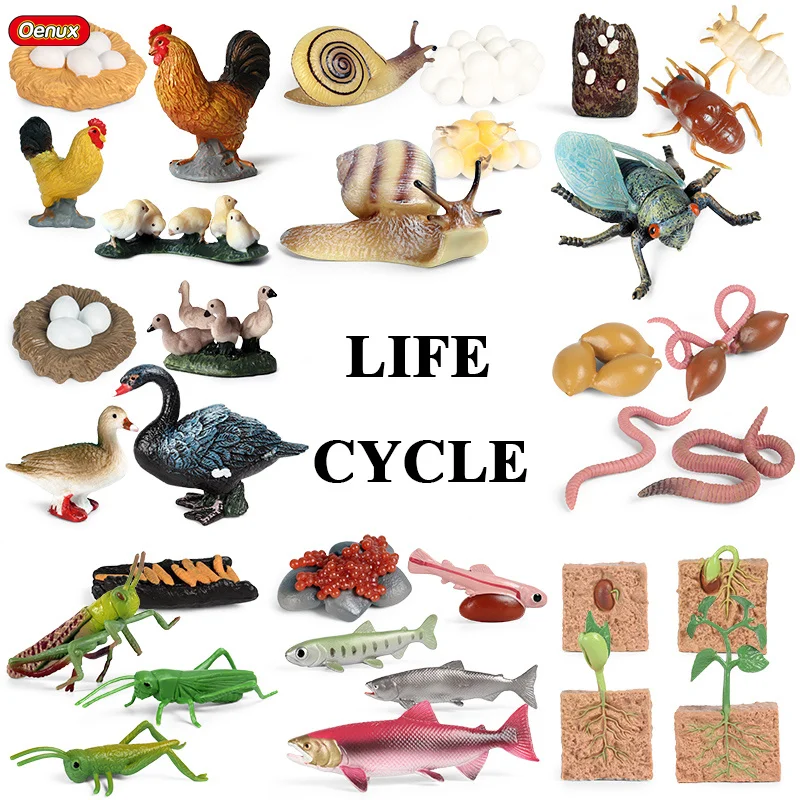 

Oenux New Animals Life Growth Cycle Model Goose Insect Snails Turtle Action Figures Figurine Baby Educational Cute Kids Toy
