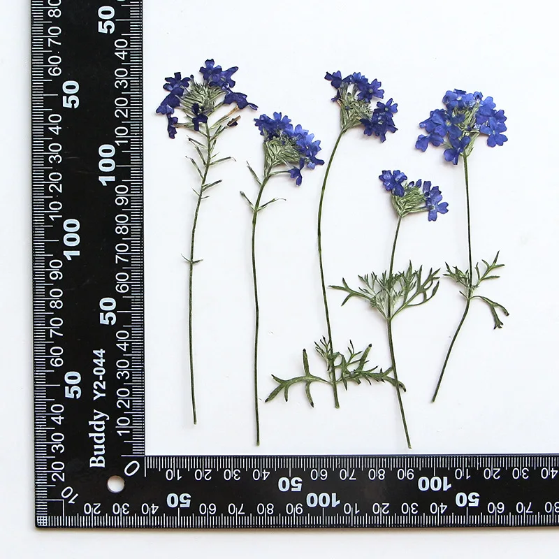 

Натуральные веточки вишни NYAConfetti