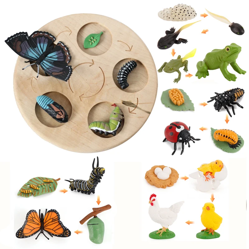 

Animal Life Cycle Board Children Toy Montessori Teaching Aids Plant Animal Growth Cycle Model Set preschool cognitive Toys