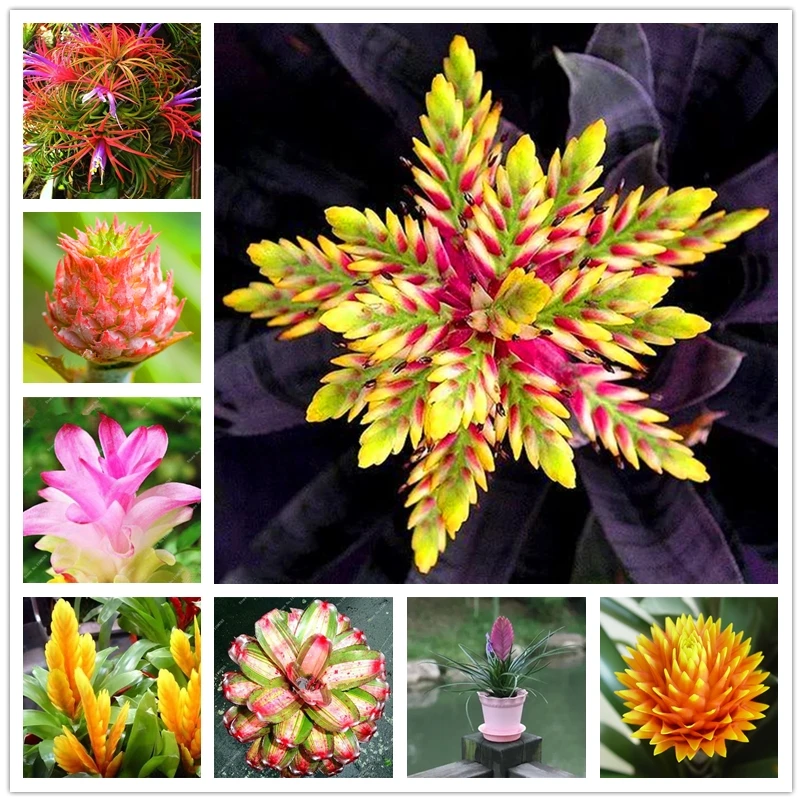 

Perfume Bromeliad Nature Plants Fragrant Pineapple Flowers 100Pcs