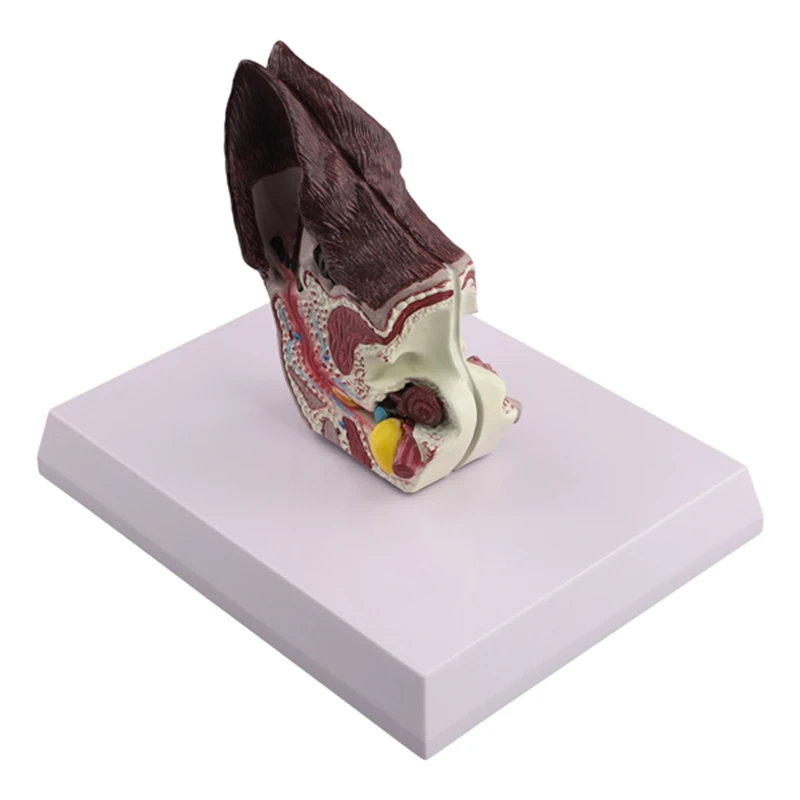 Модель анатомии животных для собак вспомогательная научная модель изучения