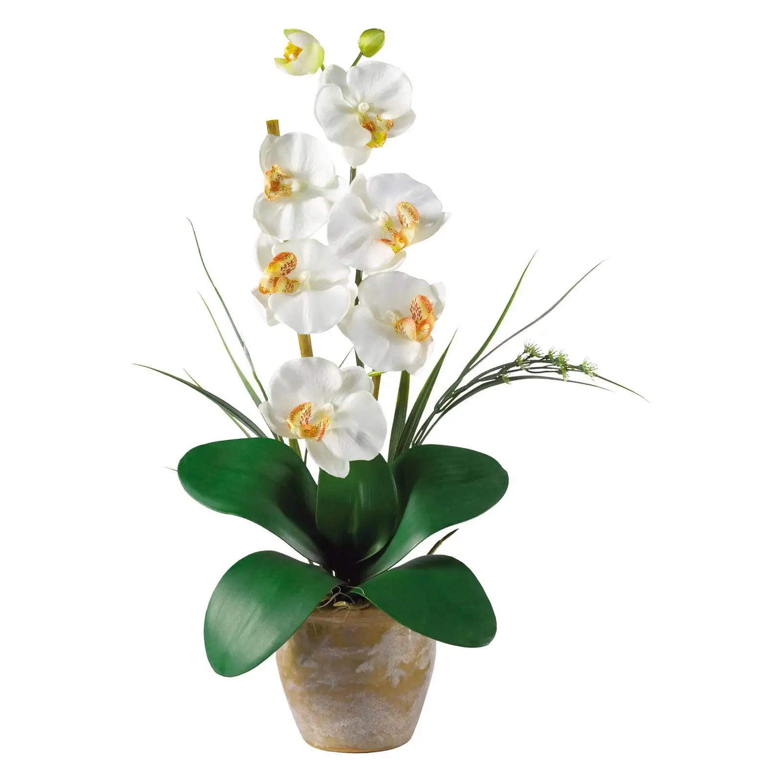 

Phalaenopsis Silk Orchid Flower Arrangement, Cream