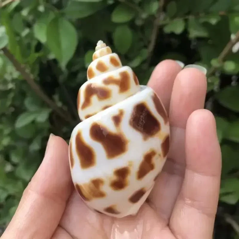 6 шт. раковина пятнистая Dongfeng улитка равлик-отшельник свернутая ракушка рыба