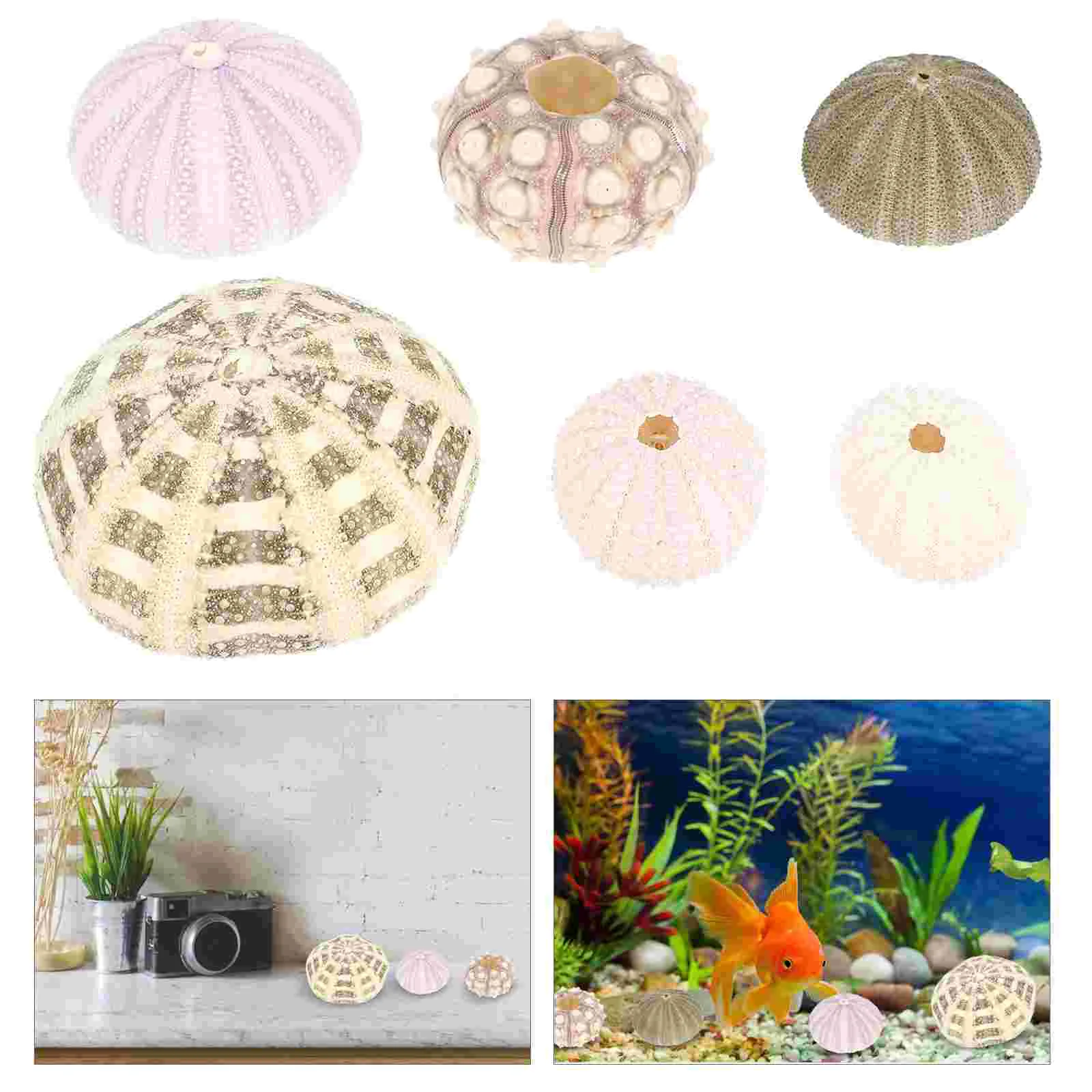 

Sea Urchin Shell Shellsair Planter Holder Pot Aquarium Tankdecor Seashells Tillandsia Hanger Minihanging Decoration Decorative