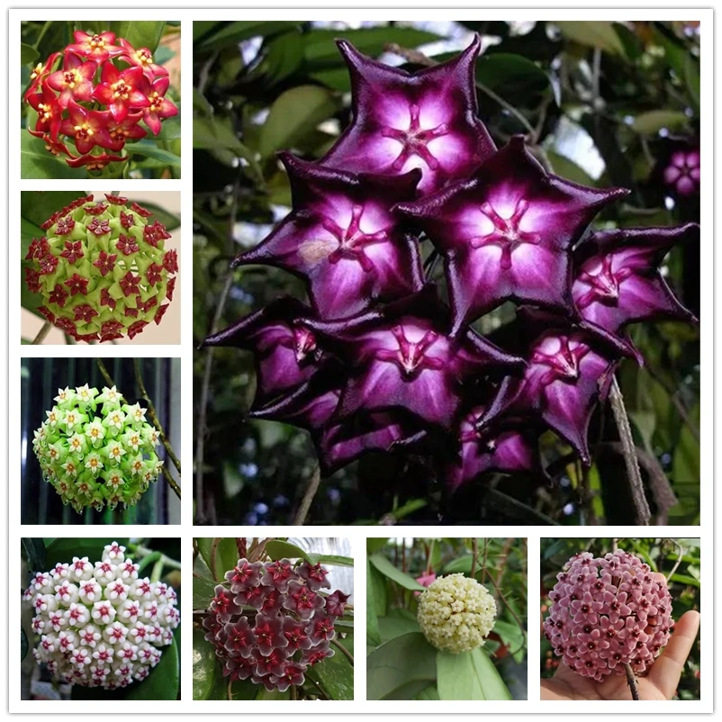 

Fragrant Hoya Carnosa Incense orchid Aroma Incense 100Pcs/lot