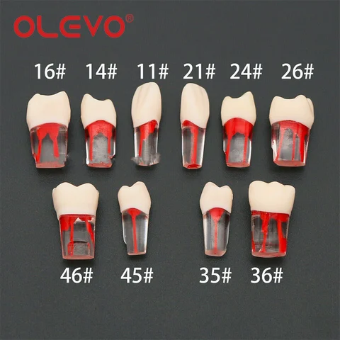 OLEVO M8006 Модели зубов для эндодонтии 10 шт.