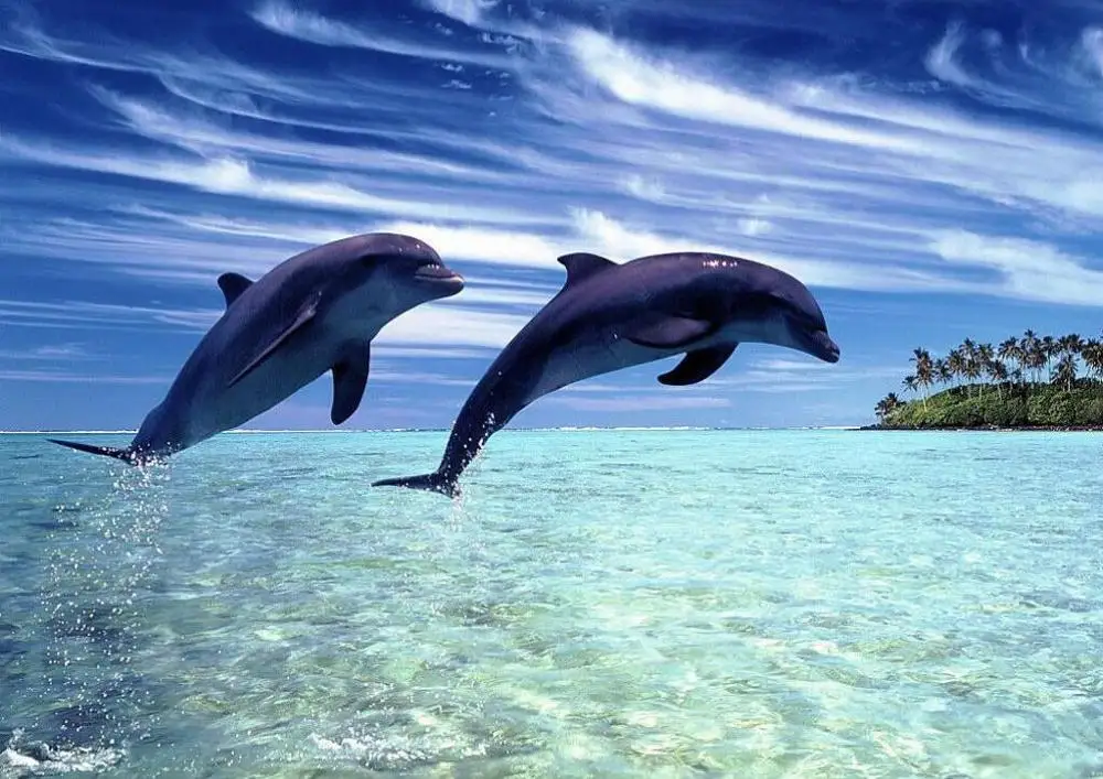 Шелковый плакат с изображением дельфина домашний Настенный декор 24x36 дюймов