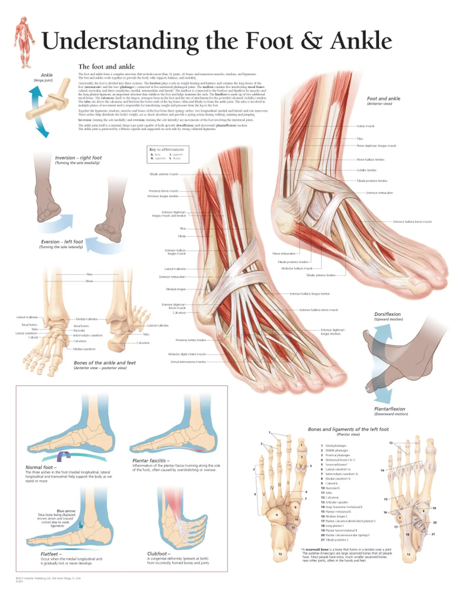 

Understanding the Foot & Ankle Chart Art Film Print Silk Poster Home Wall Decor 24x36inch