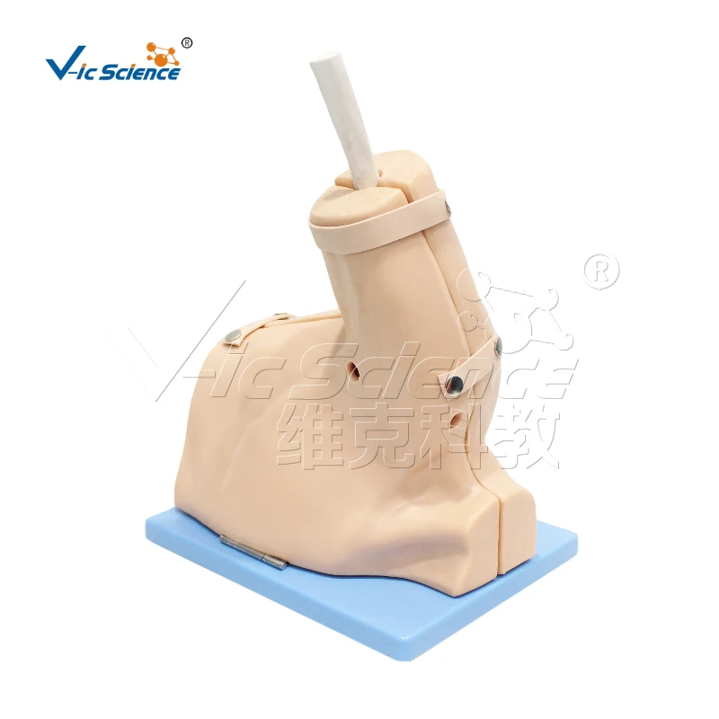 Модель обследования при артроскопии плеч