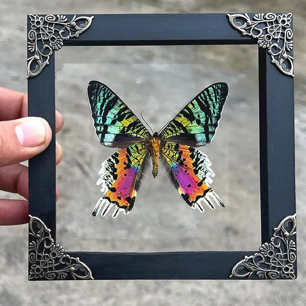 

Kids Art Frames for Butterfly Specimen Insect Home Decor Photo Frame Desk Decoration Figurines Birthday Gift Teaching Train C3D9