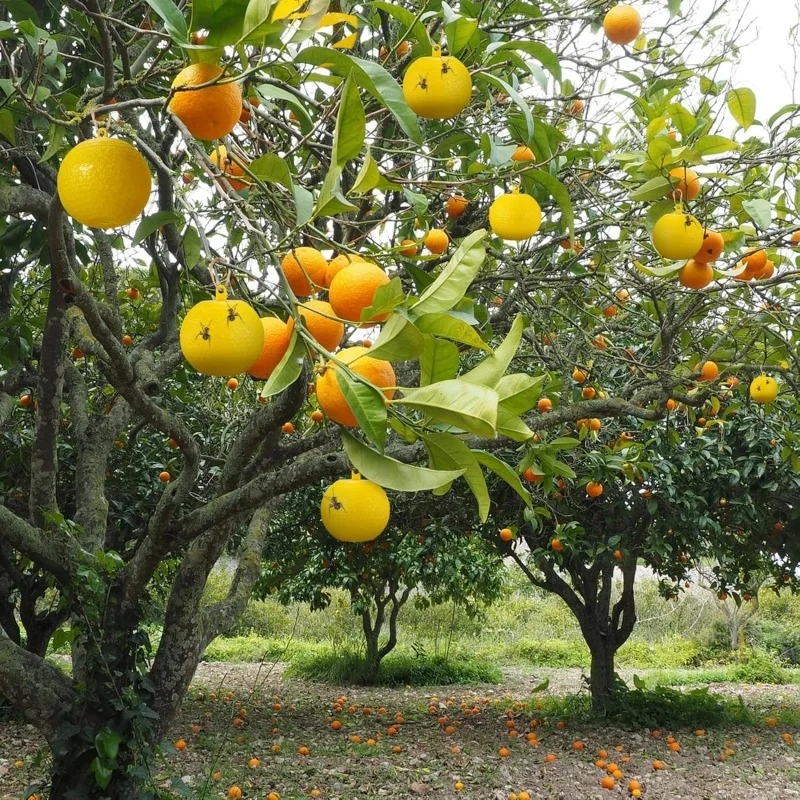 6 шт. липкий мяч-ловушка для насекомых клейкий мяч ловли ловушка (зеленый желтый)