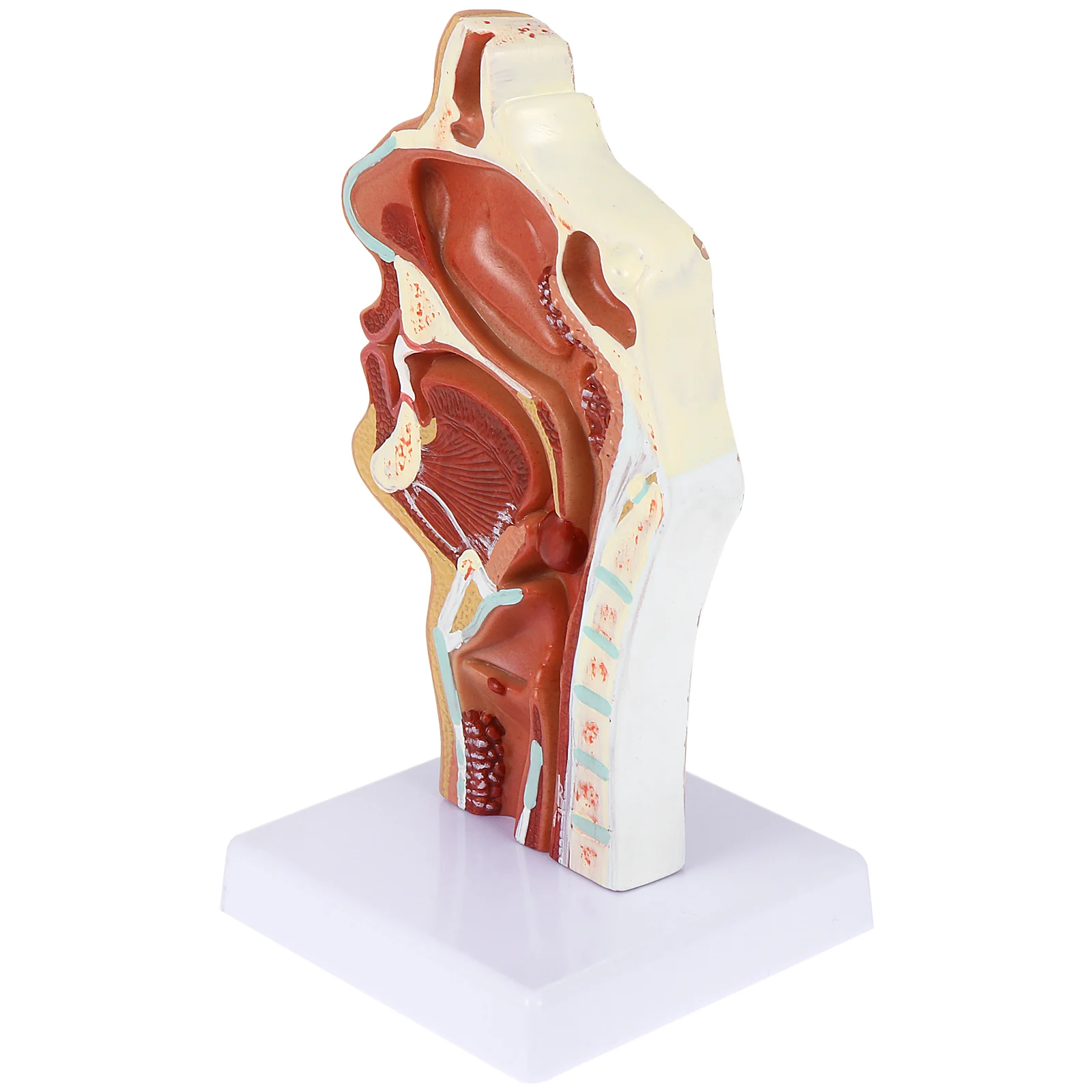 

ENT Model Pharyngeal Nose Throat Pathology 3D Anatomy Teaching Prop Laryngopharyngeal Cavity