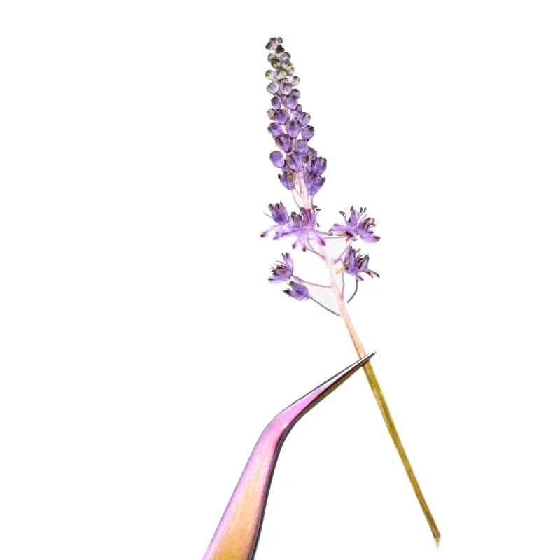 

Натуральные прессованные цветы NYAConfetti