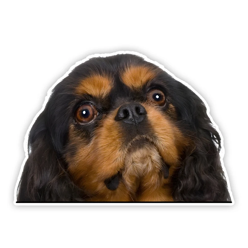 

15x10,5 См Водонепроницаемые Виниловые Наклейки На Автомобиль С Изображением Рыцаря Короля Чарльза Спаниеля Для Грузовика