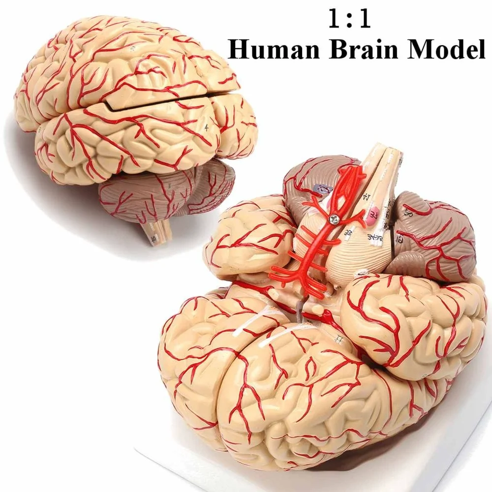 1:1 Life Size Human Brain Model With Arteries Anatomical Medical Organ Anatomy Model School Educational Medical Science Teaching