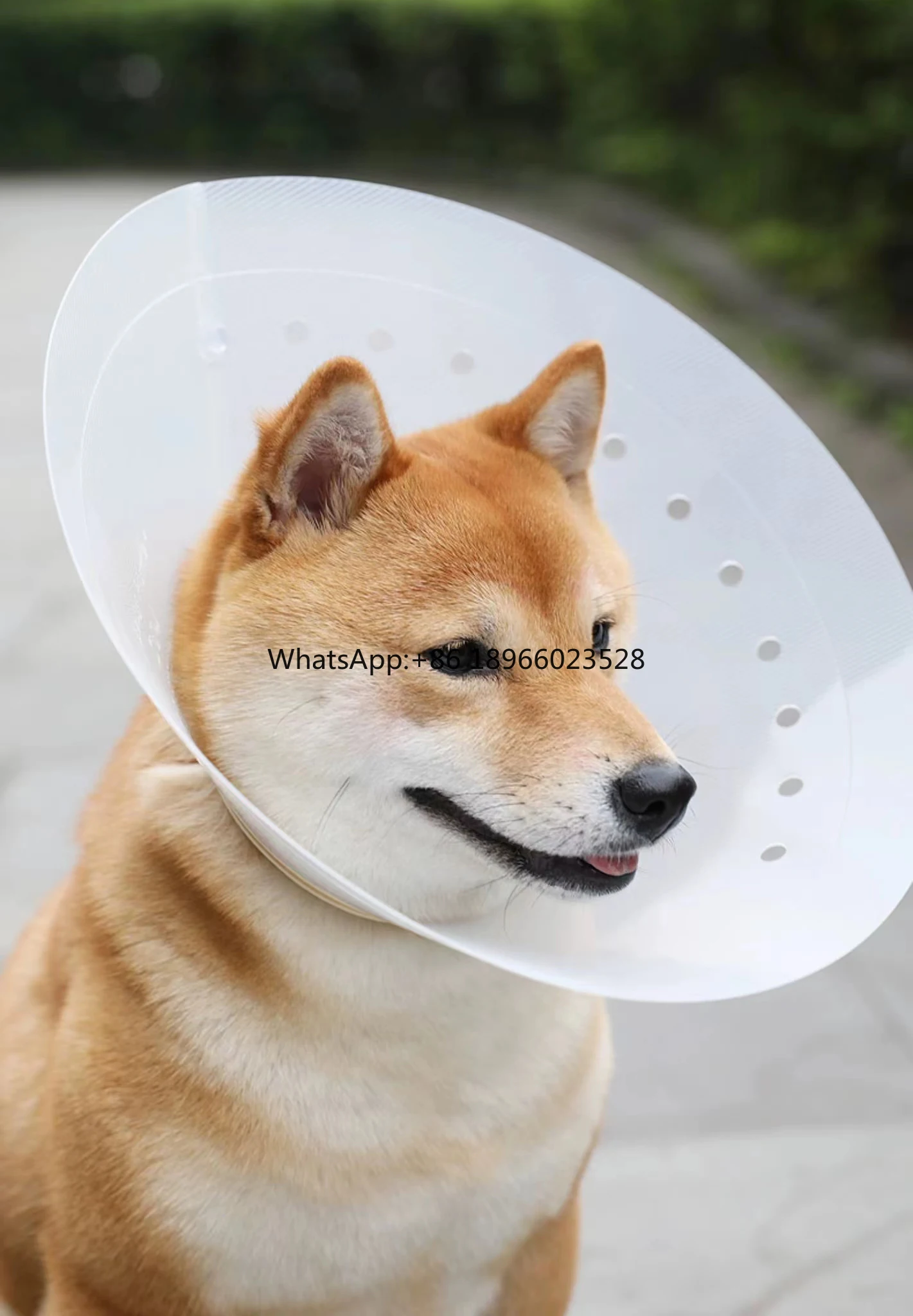 Средство для ухода за питомцами ошейник кошек и Элизабет питомцев