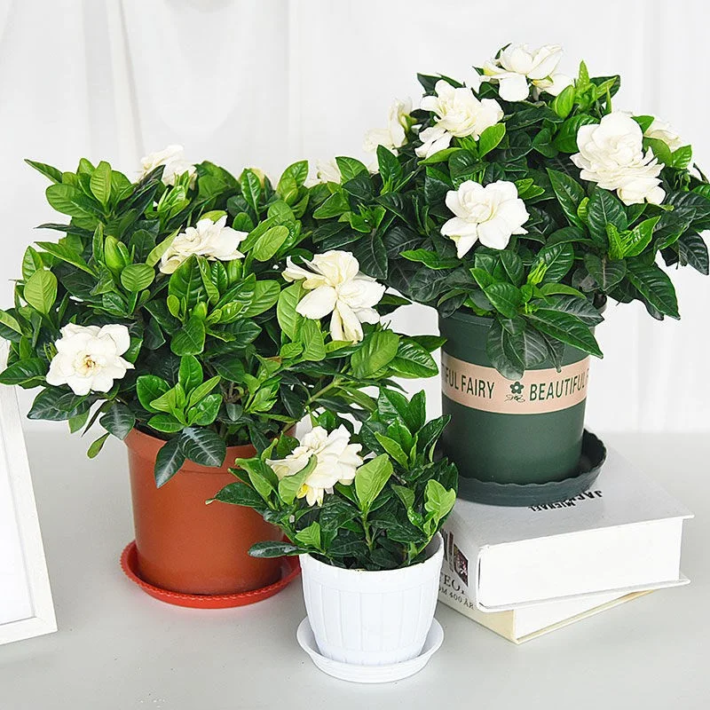 

2/5/10 шт. цветочный жасмин гардении