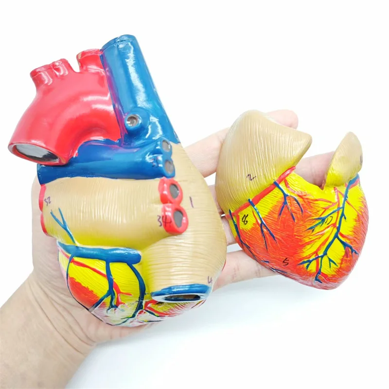 Модель человеческого сердца в натуральную величину — 2 части анатомически